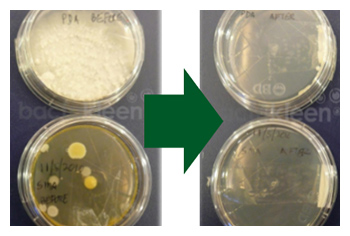 写真：菌の除菌結果