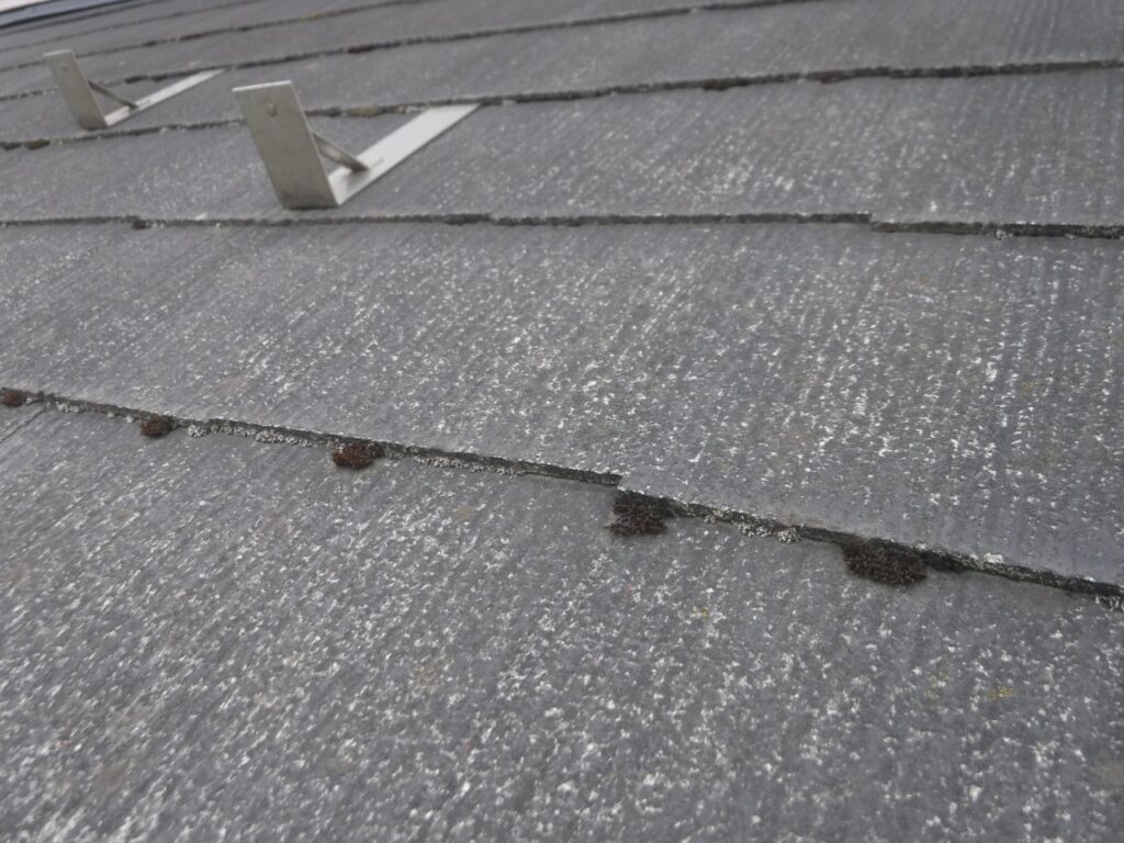 写真：スレート屋根のコケ