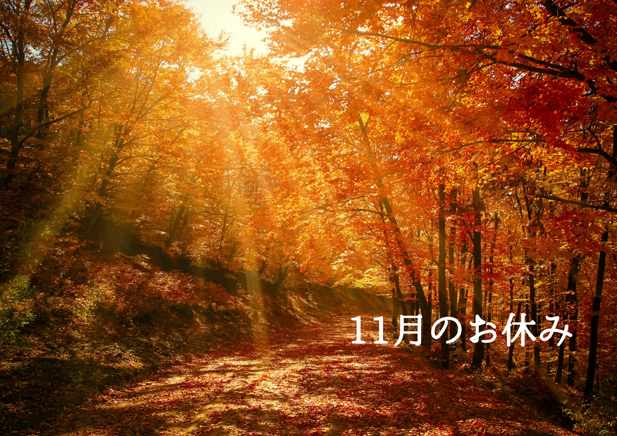 11月のお休み