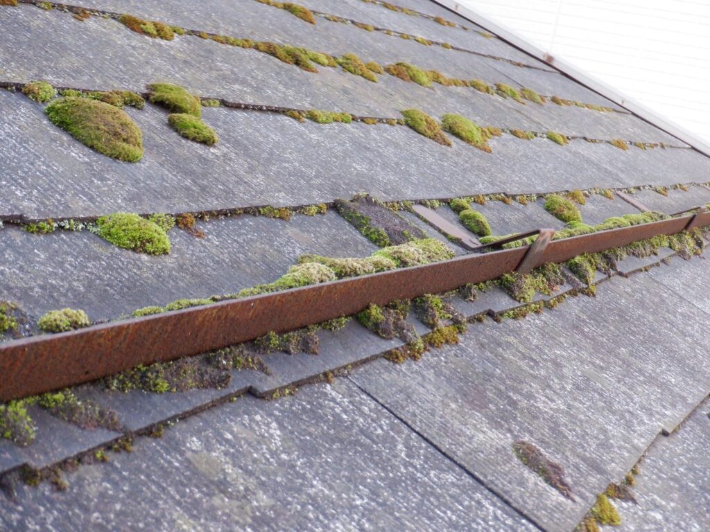 屋根にコケが生えている写真